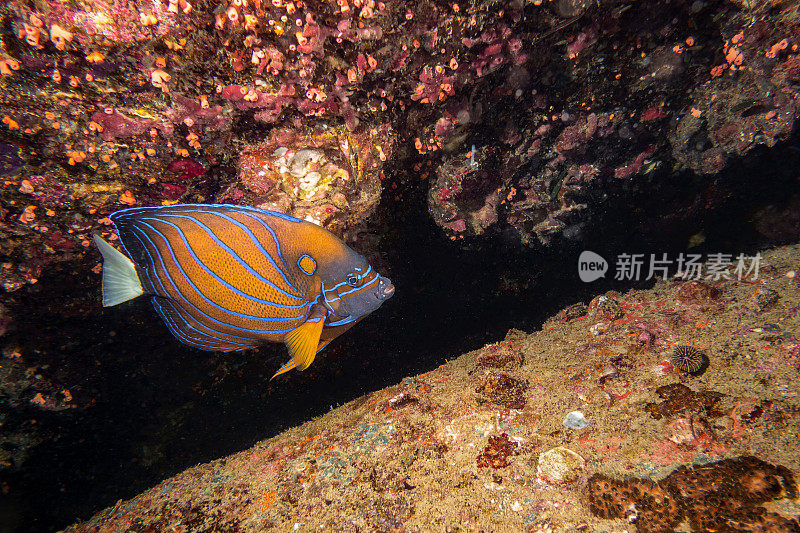 蓝环天使鱼POMACANTHUS ANUNULARIS